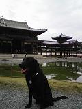平等院１.JPG