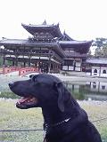 平等院２.JPG