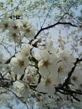 0804061.JPG